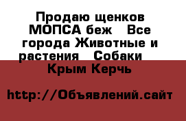 Продаю щенков МОПСА беж - Все города Животные и растения » Собаки   . Крым,Керчь